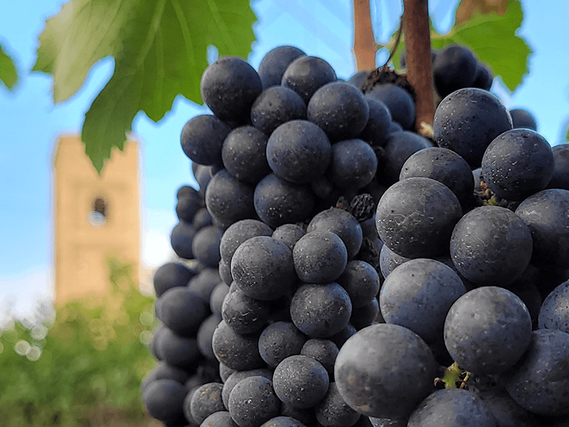 FAMILIA ELOY PRODUCAO E COMERCIO DE VINHOS LTDA